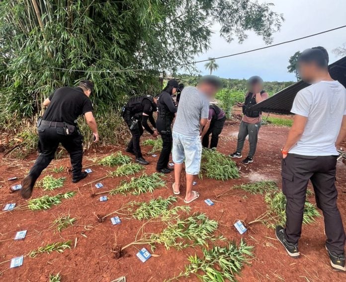 plantación ilegal de marihuana en Misiones