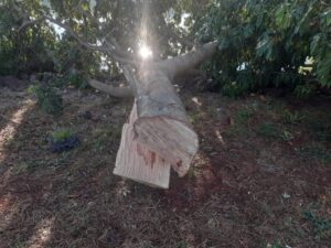 Denuncian tala masiva en el río Paraná sobre la costanera de Candelaria