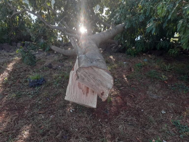 Denuncian tala masiva en el río Paraná sobre la costanera de Candelaria