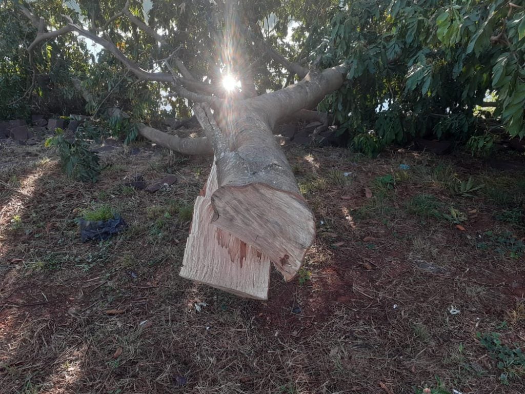 Denuncian tala masiva en el río Paraná sobre la costanera de Candelaria