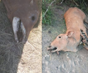 chupacabras Hallan vacas mutiladas y sin lengua