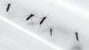 Alerta por chikungunya en el Norte Argentino