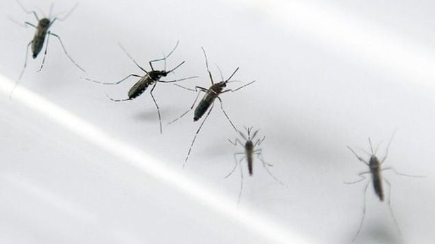 Alerta por chikungunya en el Norte Argentino