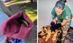 Rescatan un mono carayá y un tucán herido en Misiones