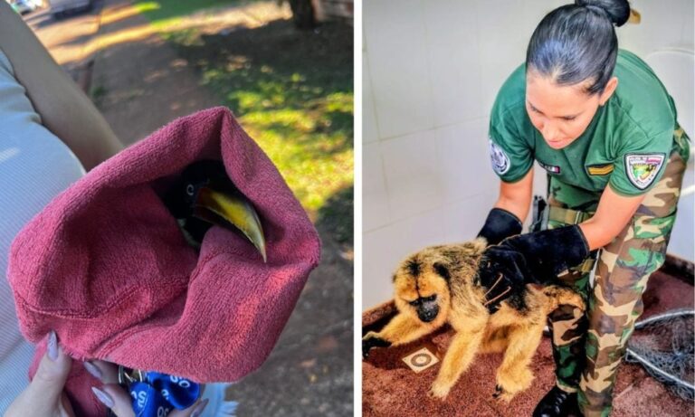 Rescatan un mono carayá y un tucán herido en Misiones