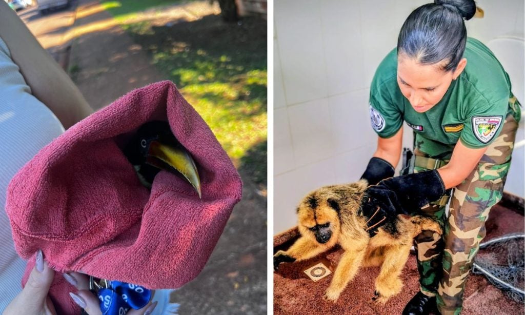 Rescatan un mono carayá y un tucán herido en Misiones