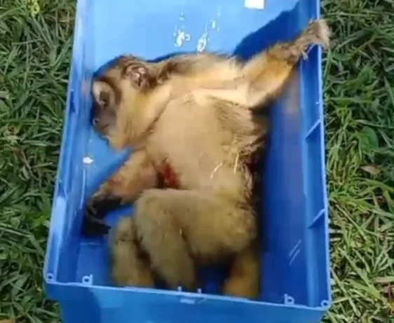 Rescataron a un mono herido en el patio de una vivienda en Misiones