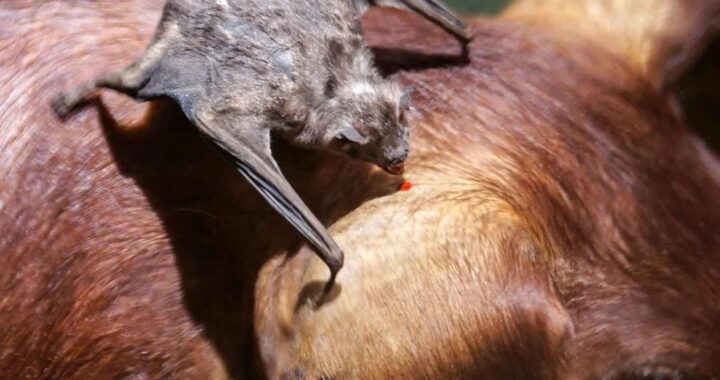 Alerta sanitaria por rabia paresiante en Misiones