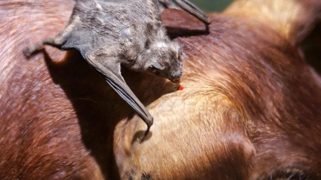 Alerta sanitaria por rabia paresiante en Misiones