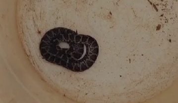 Encontraron una yarará dentro de una escuela mientras se daban clases