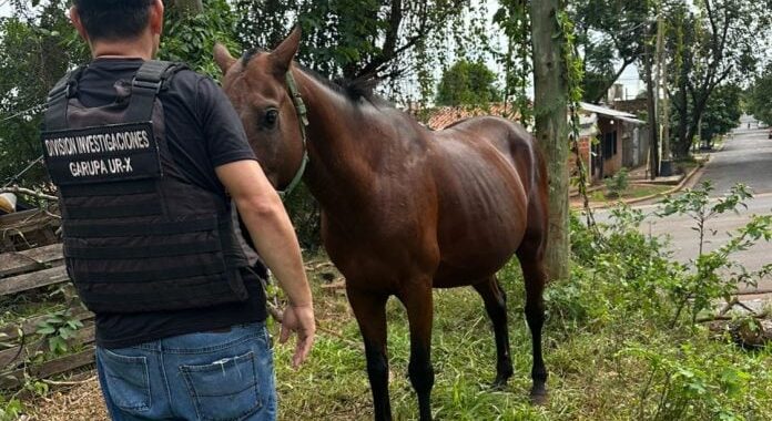 Recuperaron un caballo robado tras rastrearlo en una venta por redes sociales