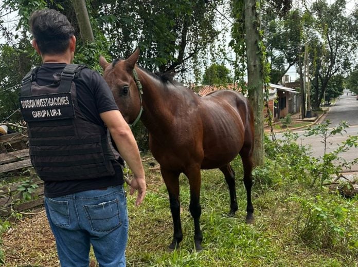 Recuperaron un caballo robado tras rastrearlo en una venta por redes sociales