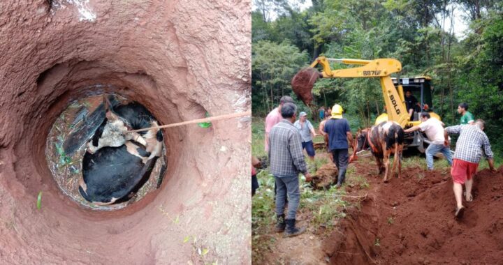 Rescataron a una vaca que cayó en un pozo de gran profundidad