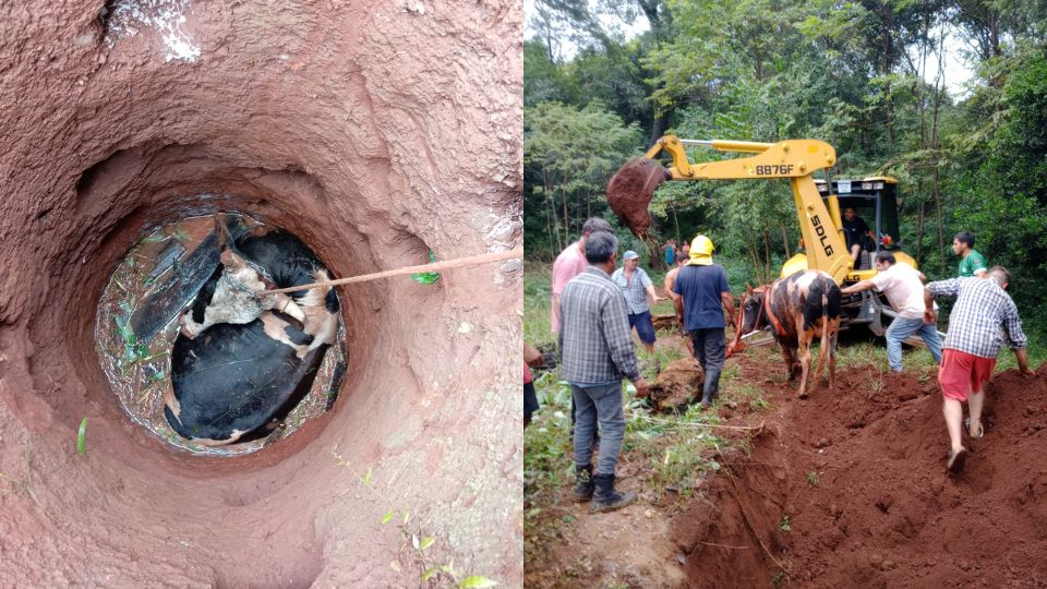 Rescataron a una vaca que cayó en un pozo de gran profundidad