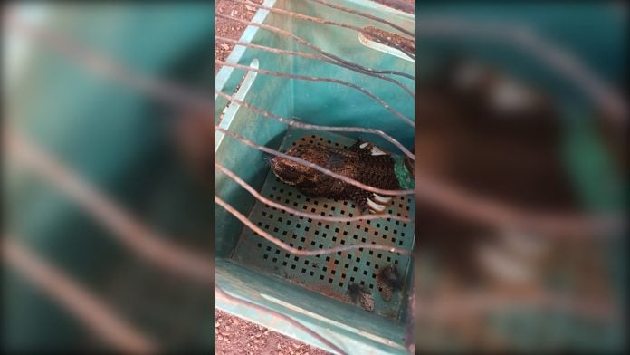 Rescataron un urutaú herido en Misiones