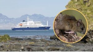 Confirman que la pareja investigada por el brote de hantavirus visitó Misiones durante su viaje
