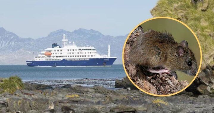 Confirman que la pareja investigada por el brote de hantavirus visitó Misiones durante su viaje