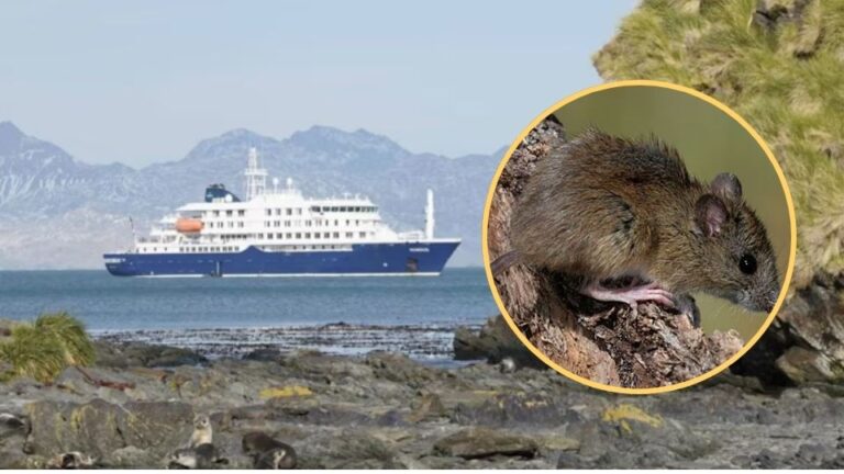 Confirman que la pareja investigada por el brote de hantavirus visitó Misiones durante su viaje