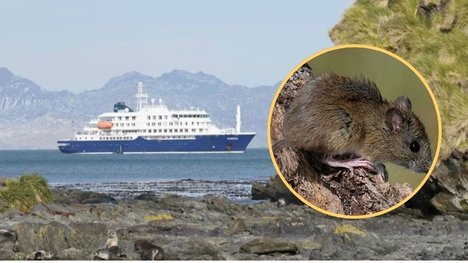 Al menos tres muertos en un crucero que partió de Ushuaia por un brote de hantavirus