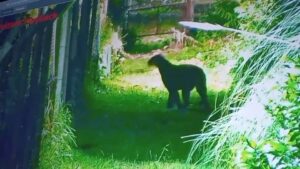 Alarma por Puma suelto cerca de un barrio
