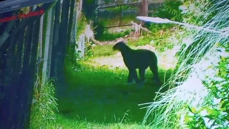 Alarma por Puma suelto cerca de un barrio