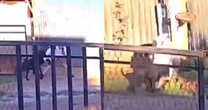 Brutal ataque de un perro a un menor