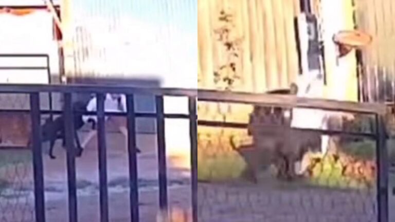 Brutal ataque de un perro a un menor