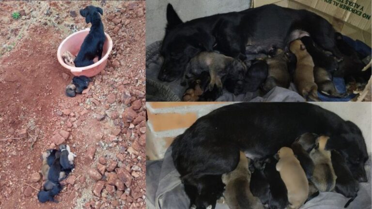 Denuncian abandono de 20 perros en una tosquera de Santiago de Liniers