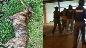 Detuvieron a un hombre y secuestraron un rifle por la muerte de un perro en Garupá
