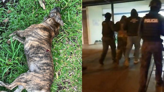 Detuvieron a un hombre y secuestraron un rifle por la muerte de un perro en Garupá