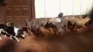 Investigan la desaparición de 23 perros tras la muerte de una mujer en Guaraní