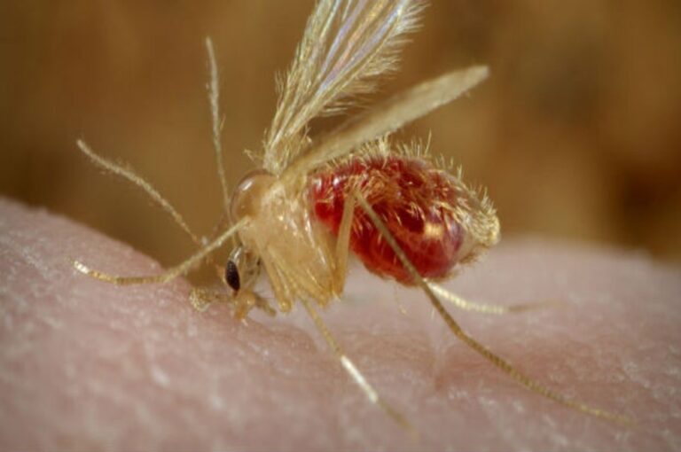 Investigan si una niña fallecida en Posadas tenía leishmaniasis visceral