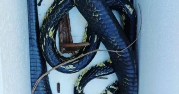Rescataron y liberaron una víbora caninana hallada en una vivienda