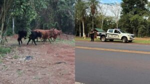 Retiraron vacunos sueltos de la Ruta 12 para evitar accidentes cerca de Eldorado