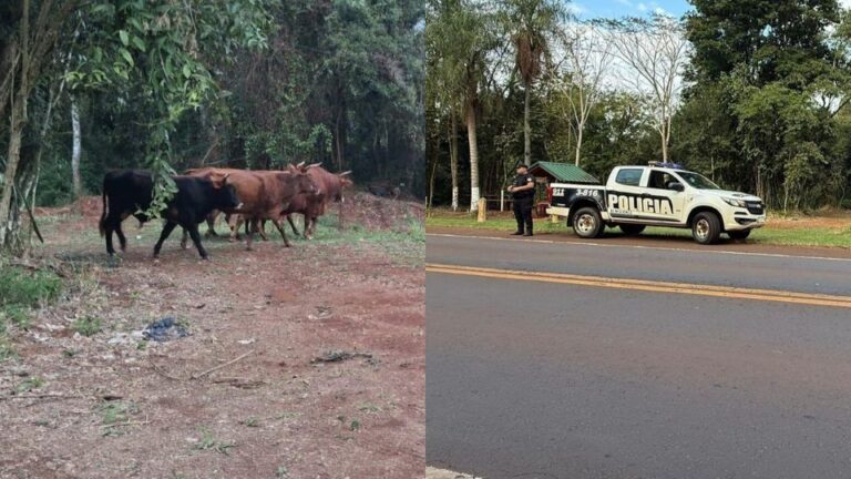 Retiraron vacunos sueltos de la Ruta 12 para evitar accidentes cerca de Eldorado