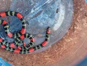 Bomberos rescataron una serpiente coral hallada en un barrio de Iguazú
