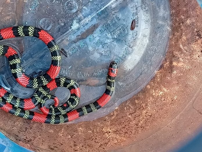Bomberos rescataron una serpiente coral hallada en un barrio de Iguazú