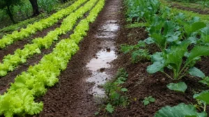 Advierten que El Niño ya afecta a Misiones y piden proteger los suelos productivos