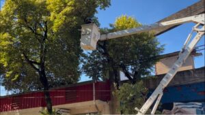 Eldorado realizó 180 intervenciones de arbolado urbano durante junio para fortalecer la seguridad y el cuidado ambiental