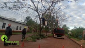 Eldorado avanza con el mantenimiento del arbolado urbano en calle Zettelmann