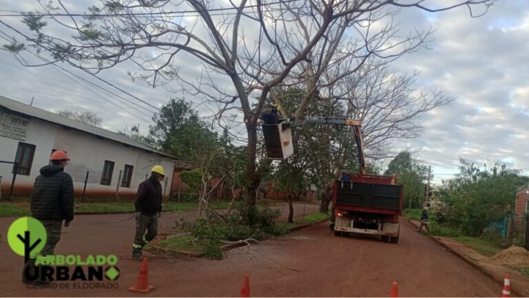 Eldorado avanza con el mantenimiento del arbolado urbano en calle Zettelmann