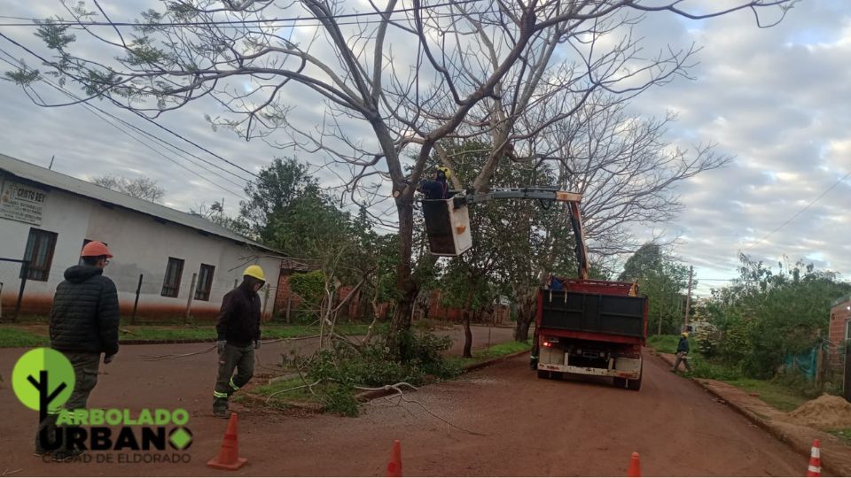 Eldorado avanza con el mantenimiento del arbolado urbano en calle Zettelmann