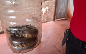 Encontraron una yarará dentro de una casa