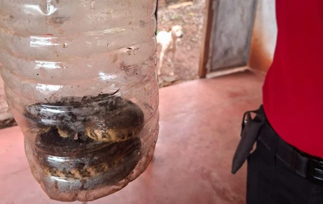 Encontraron una yarará dentro de una casa