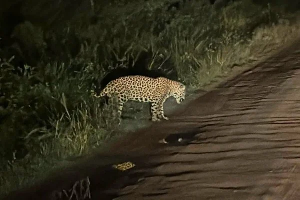 Histórico avistamiento de un yaguareté sobre una ruta de Corrientes confirma la expansión de la especie