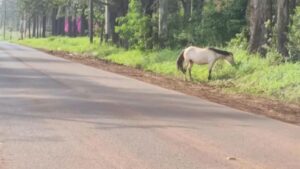 Un caballo suelto sorprendió a quienes circulaban por la avenida Fundador de Eldorado