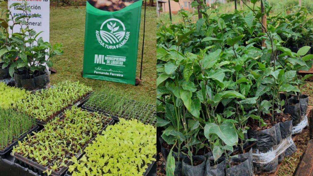 Desde el Mercado Concentrador de Eldorado impulsan la producción y diversificación de las chacras en el norte de Misiones