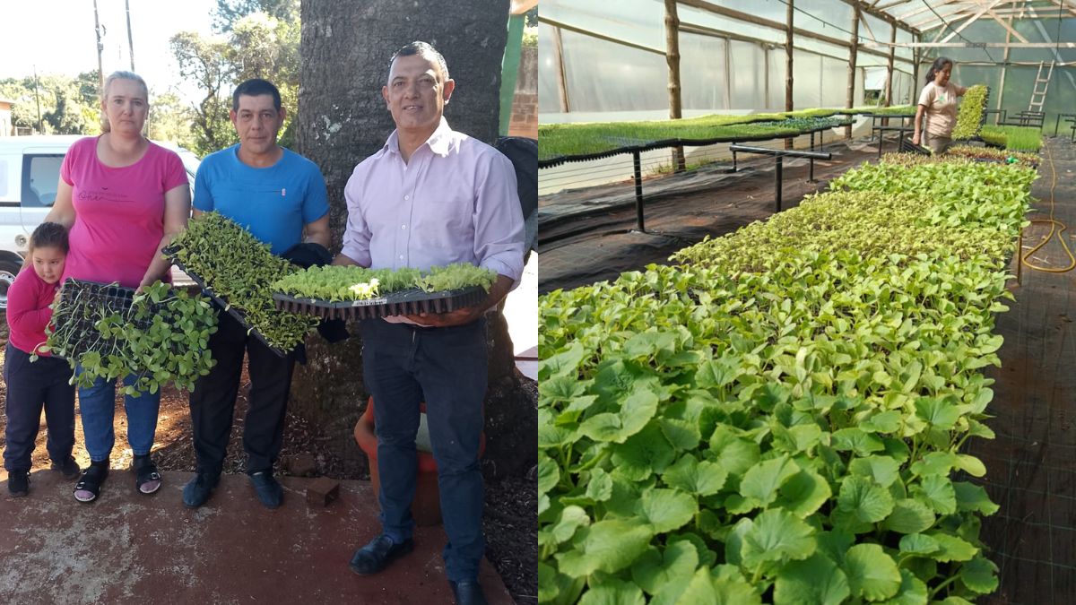 Más de 5.800 plantines hortícolas fueron enviados desde Eldorado a productores de Fracrán