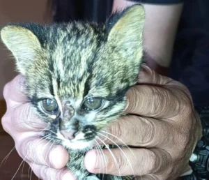 Creyó que rescató a un gato pero resultó ser un tirica