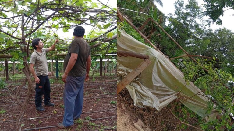 El Mercado Concentrador de Eldorado acompañó a productores afectados por la tormenta
